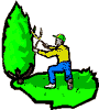 Man trimming a tree.